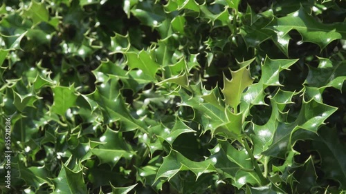 Lush Holly tree in a sunny day. Llex. Aquifoliaceae photo