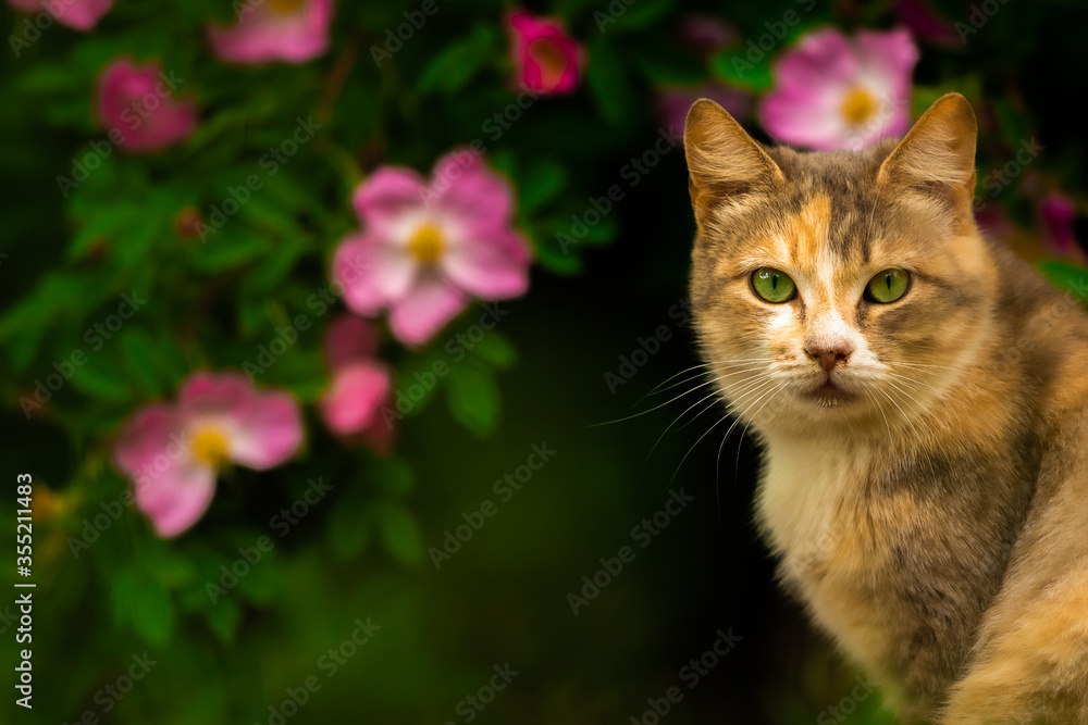 Beautiful cat on a background of a bush with flowers, a stray animal Beautiful cat on a background of a bush with flowers, a stray animal