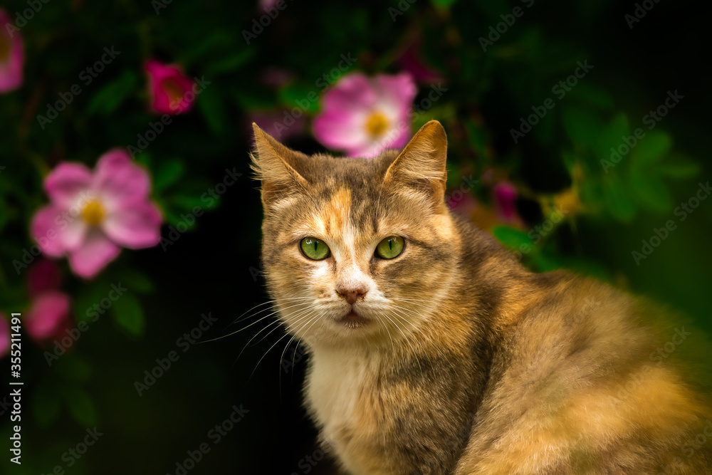 Beautiful cat on a background of a bush with flowers, a stray animal
