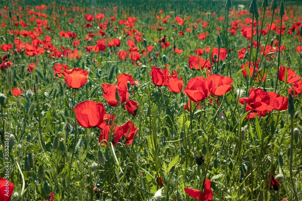 Naklejka premium the red tulip field