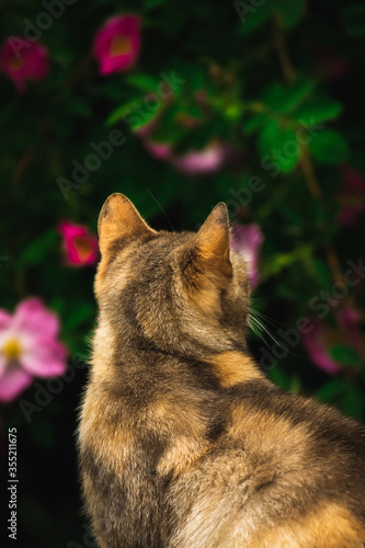 Beautiful cat on a background of a bush with flowers, a stray animal