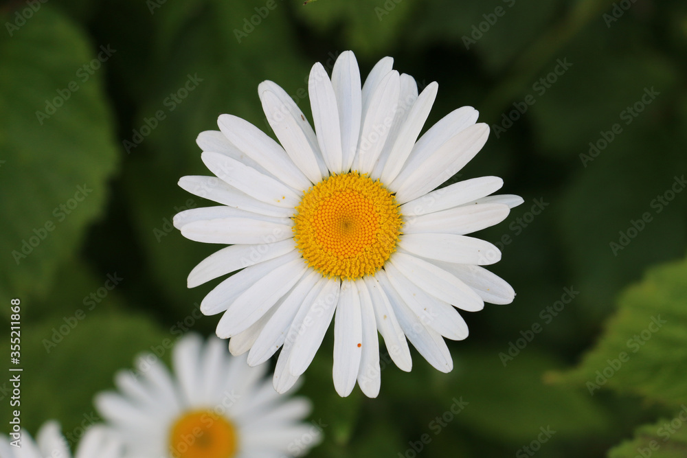 Fototapeta premium One white Shasta daisy flower, Leucanthemum x superbum, flowering on a natural green background, close-up.