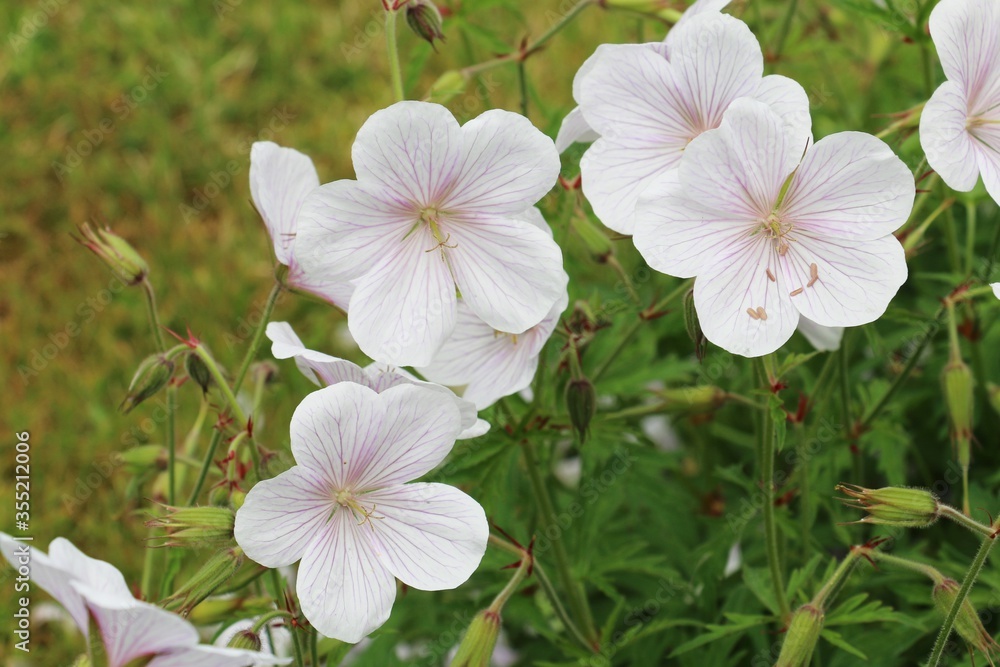 Pale pink Cranesbill flowers, Kashmir White, Geranium clarkei blooming in summer Pale pink Cranesbill flowers, Kashmir White, Geranium clarkei blooming in summer