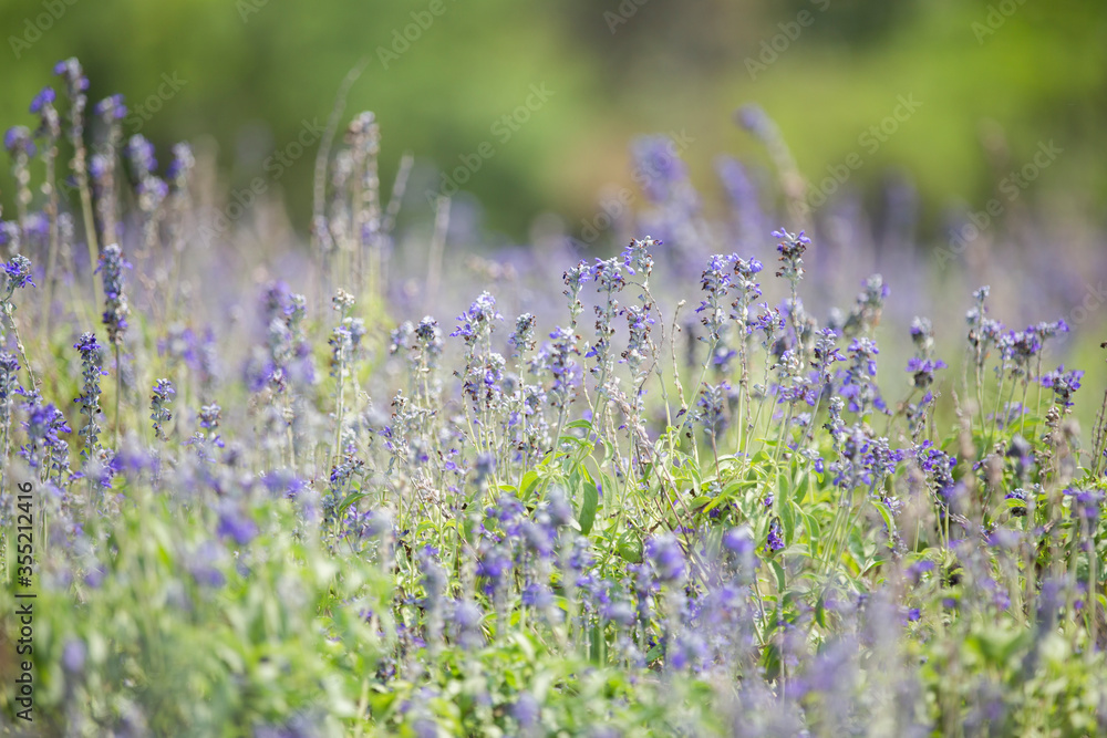 Naklejka premium field of lavender flowers
