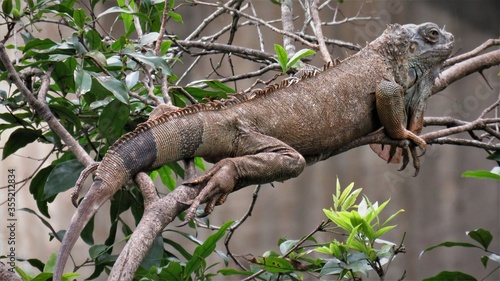 iguana on a tree © Avi