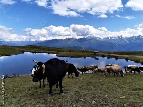 Grazing cows in Caucasus mountains over Mestia, Georgia.