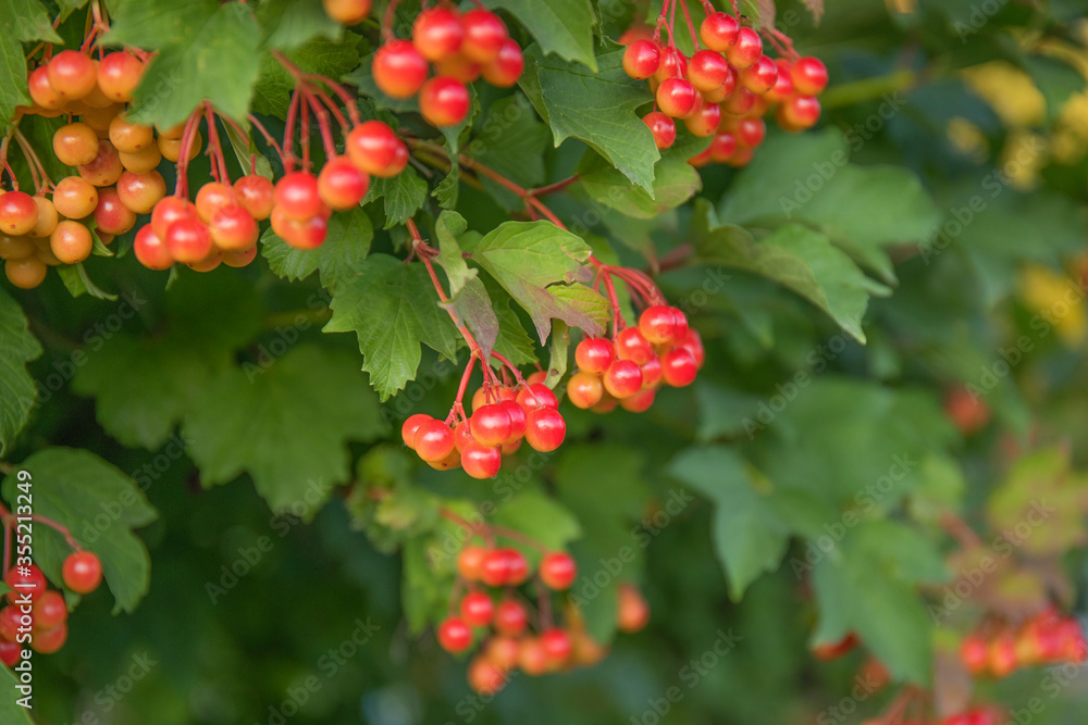 Obraz premium Viburnum opulus red berries and leaves outdoor in autumn fall.