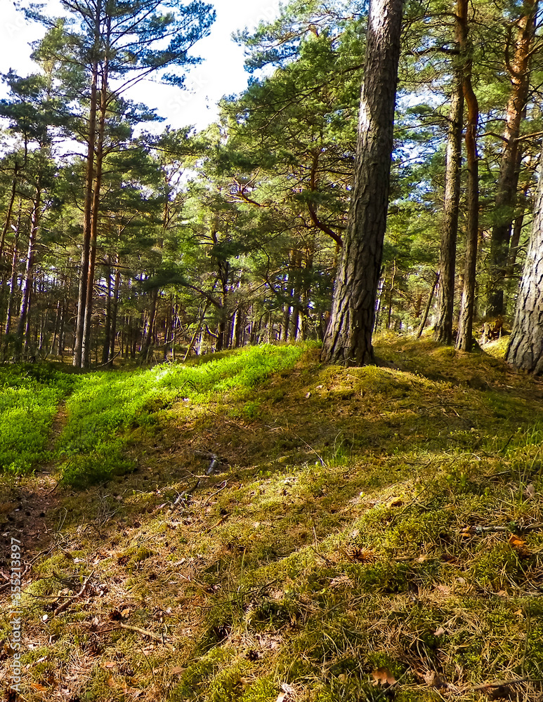 Fototapeta premium Pine forest in Stilo Poland. Coastal area.