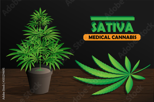 Cannabis plant in a pot on wooden table