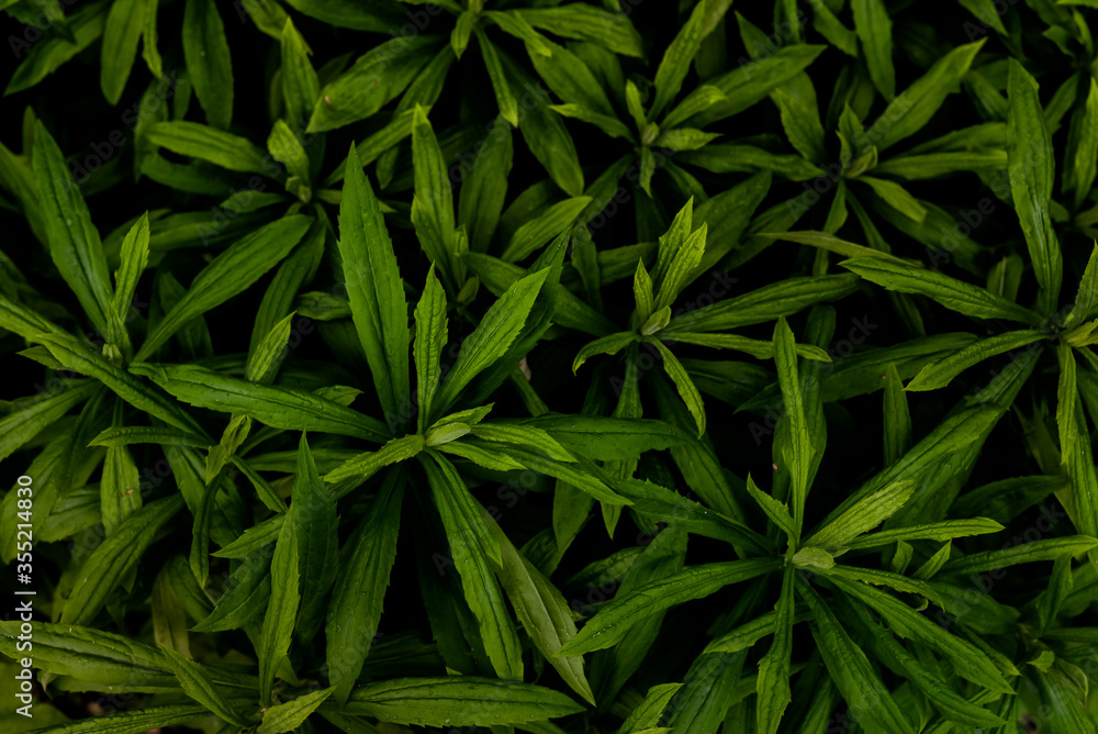plants, leaves, green, nature, texture, background