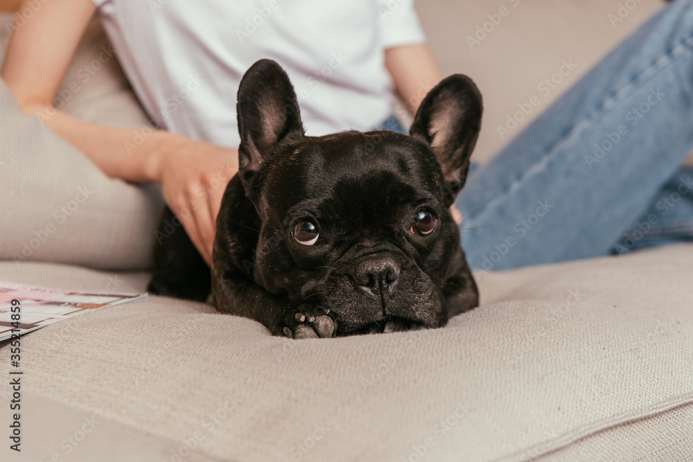 cropped view of young woman touching black french bulldog cropped view of young woman touching black french bulldog