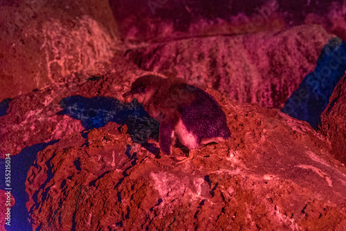 Blue penguins at St. Kilda during night, Australia photo