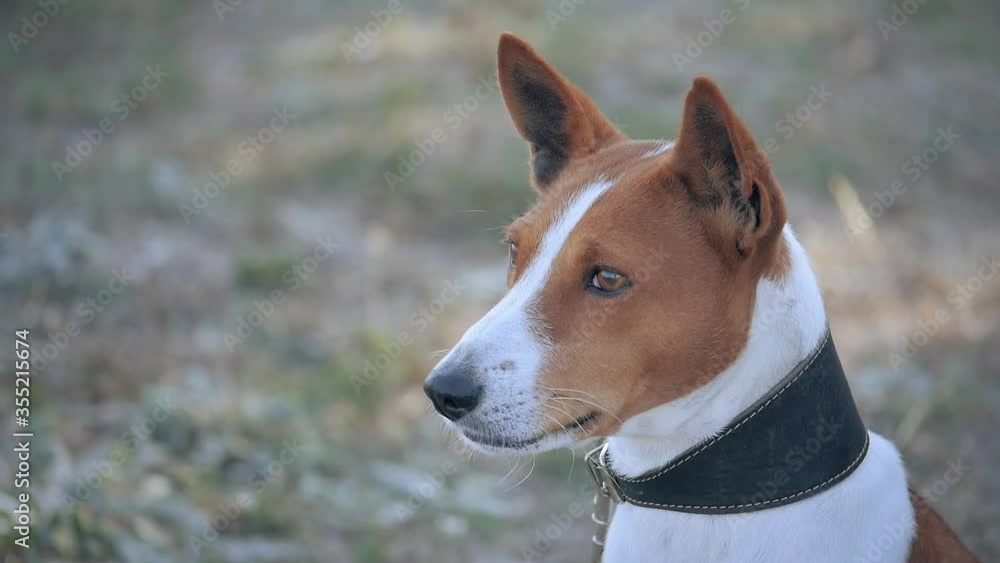 expressive muzzle breed Basenji dog close-up, pet in a collar looks carefully into the distance, smart look of a pedigreed dog smooth-haired two-tone male. expressive muzzle breed Basenji dog close-up, pet in a collar looks carefully into the distance, smart look of a pedigreed dog smooth-haired two-tone male.
