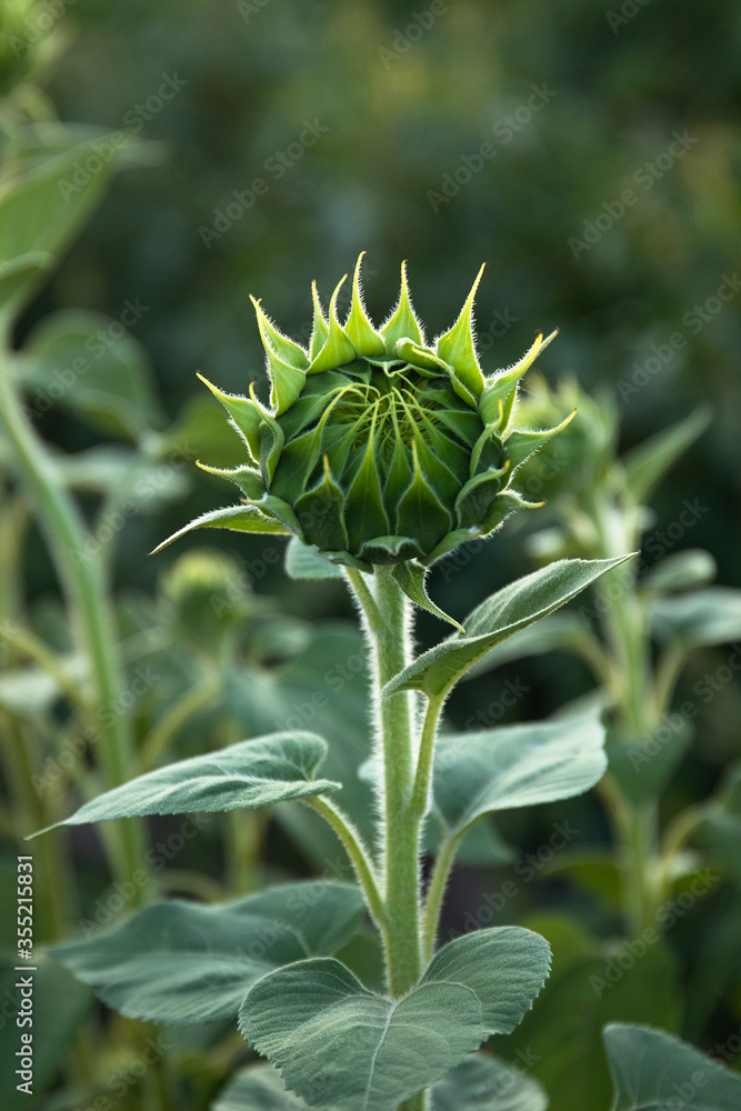 Young sunflower bud in morning sunlight on field background.