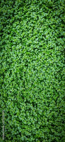 mosaico de pequeñas hojas verdes en formato de fondo de pantalla para telefonos celulares