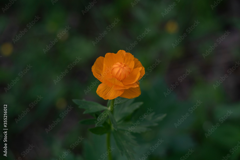 Bright orange flower on a green background. Bright orange flower on a green background.