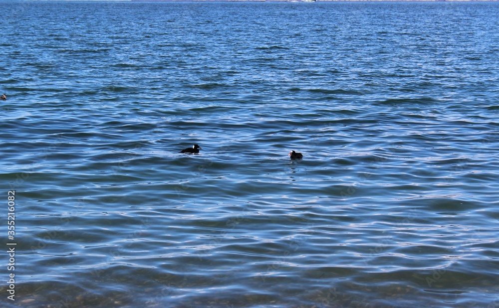 Naklejka premium Surf scoters on the water in Semiahmoo Bay