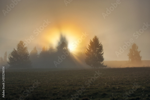 light beams through the trees in the wood