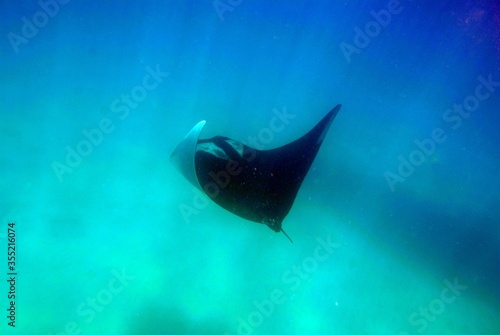 Manta Ray Swimming