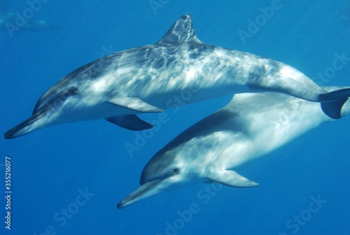 Two Dolphins Swimming