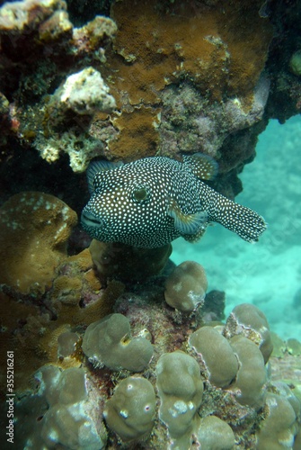 Fish swimming near coral © Rob