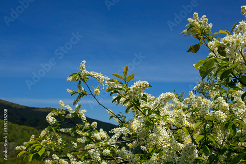 spring spring flowering tree in the mountains photo