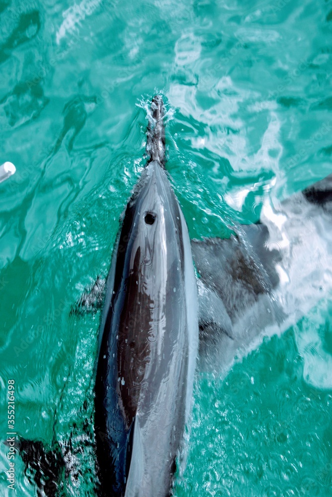 Naklejka premium Dolphin blowhole