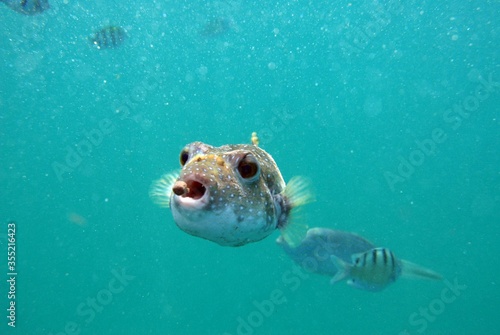 Deflated puffer fish eating