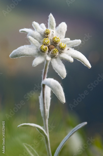 Cuadro en lienzo Close up on rare alpine mountain blooming flower edelweiss (Leontopodium alpinum