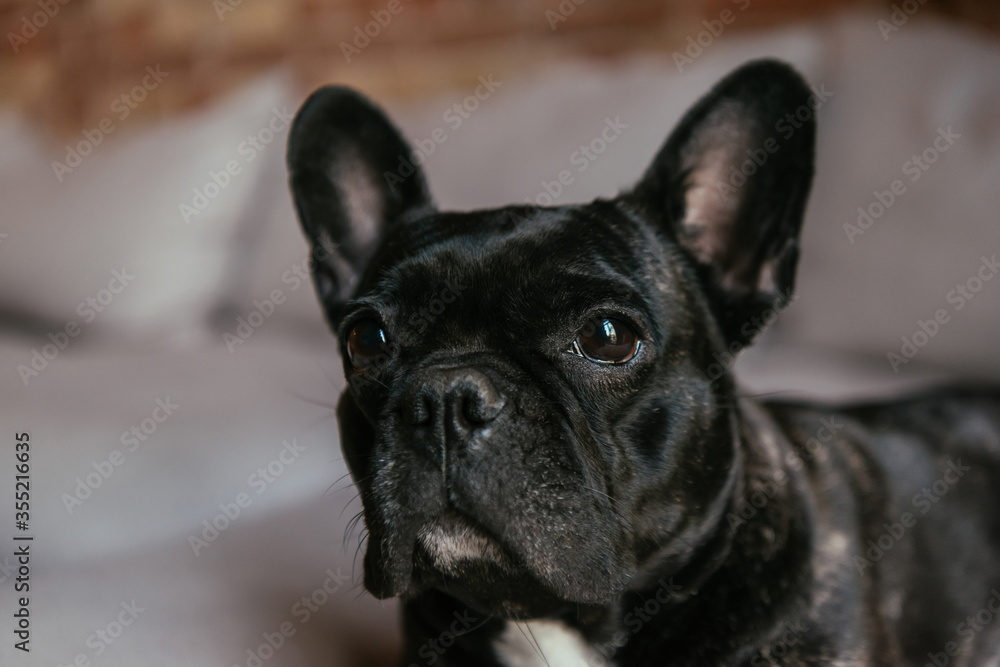 adorable and black french bulldog in living room