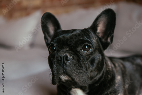 adorable and black french bulldog in living room © LIGHTFIELD STUDIOS