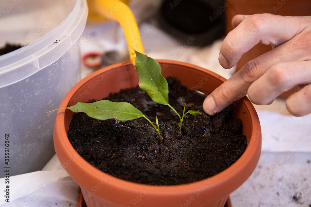 Watering a pot with young plant with orange can Watering a pot with young plant with orange can