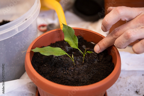 Watering a pot with young plant with orange can