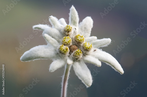 Close up on rare alpine mountain blooming flower edelweiss (Leontopodium alpinum) in natural environment photo