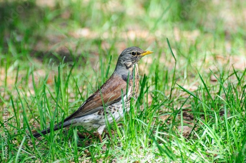Fieldfare (Turdus pilaris) in the grass on a spring day. Moscow region. Russia.