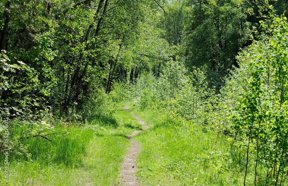 Forest path on a Sunny may morning. Moscow region. Russia. Forest path on a Sunny may morning. Moscow region. Russia.