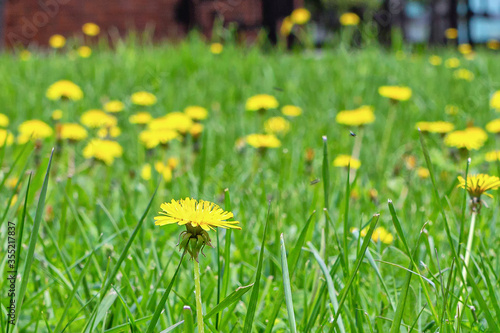 Green meadow with yellow flowers of dandelions © roundex