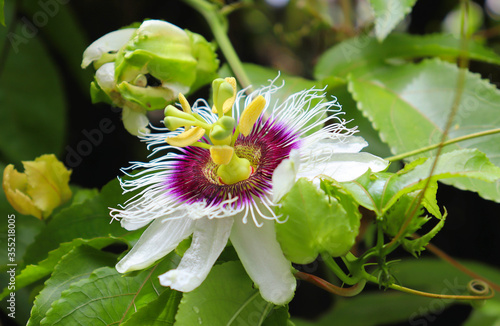 Canvas Print Exotic fruits and flowers in tropical, tropical forests