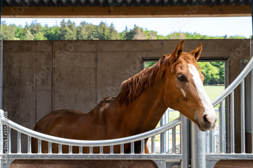 Pferd im Stall © Dietmar Schäfer