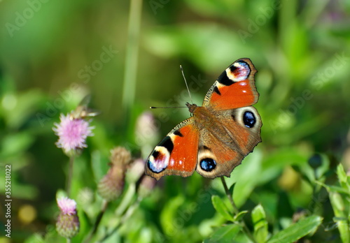 Peacock Butterfly (Aglais io) in the summer on the flower. Moscow region
