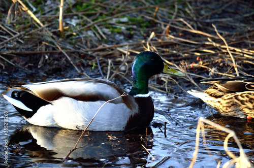 male and female mallard duck looking for food in forest puddle