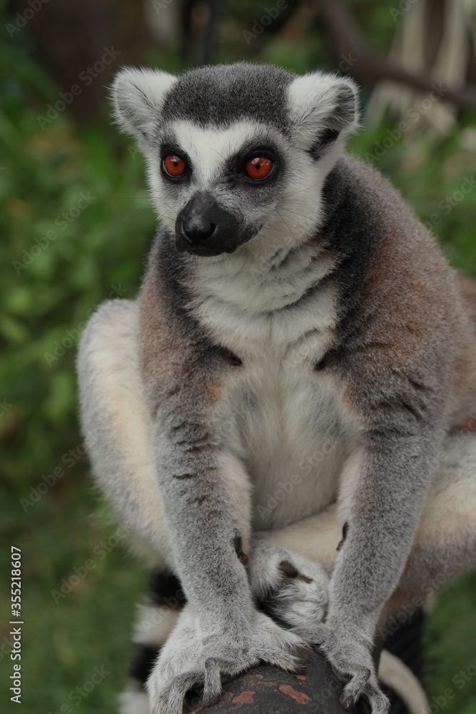 Obraz premium The cute monkey named Lemuriformes portrait,The mom lemur and 2 baby on tree