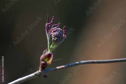 Wallpaper Mural Elder (Sambucus racemosa) branch with a Bud. Moscow region. Russia. Torontodigital.ca