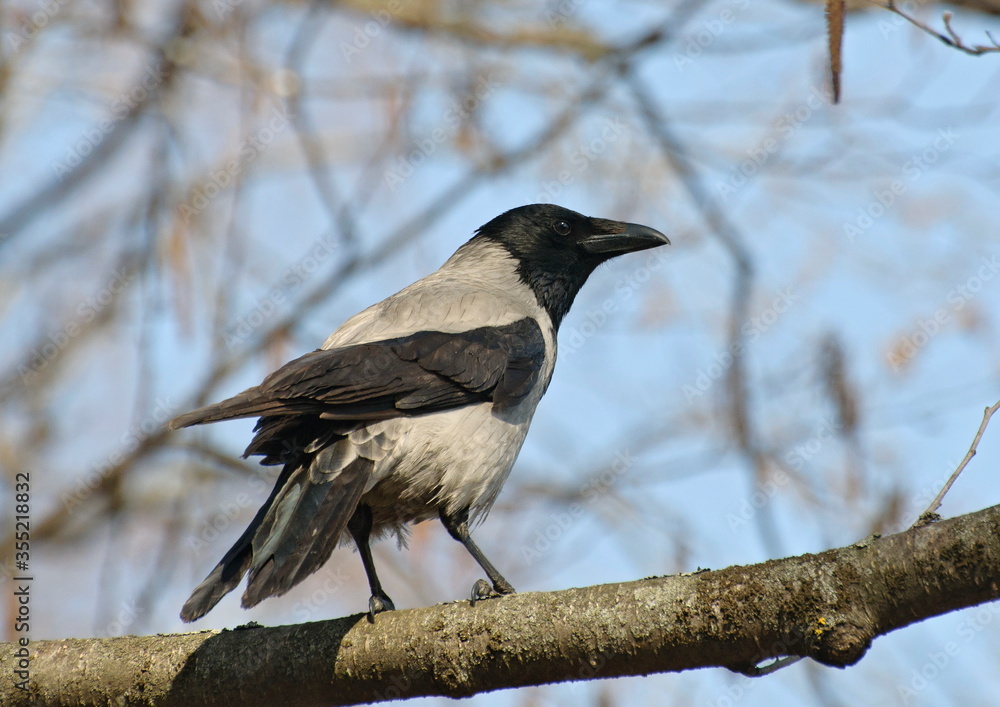 A Hooded Crow (Corvus cornix) on a branch on a spring morning. Moscow region. Russia. A Hooded Crow (Corvus cornix) on a branch on a spring morning. Moscow region. Russia.