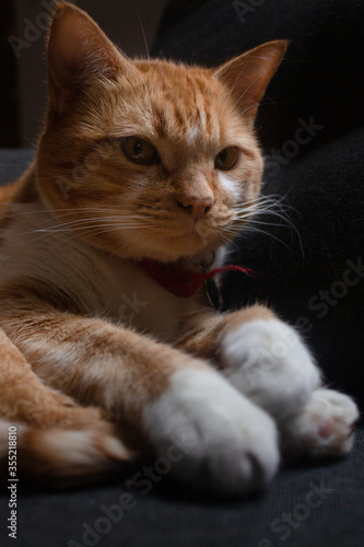 gato narnaja en retrato de penumbra con luz rembrandt,  © Guillermo