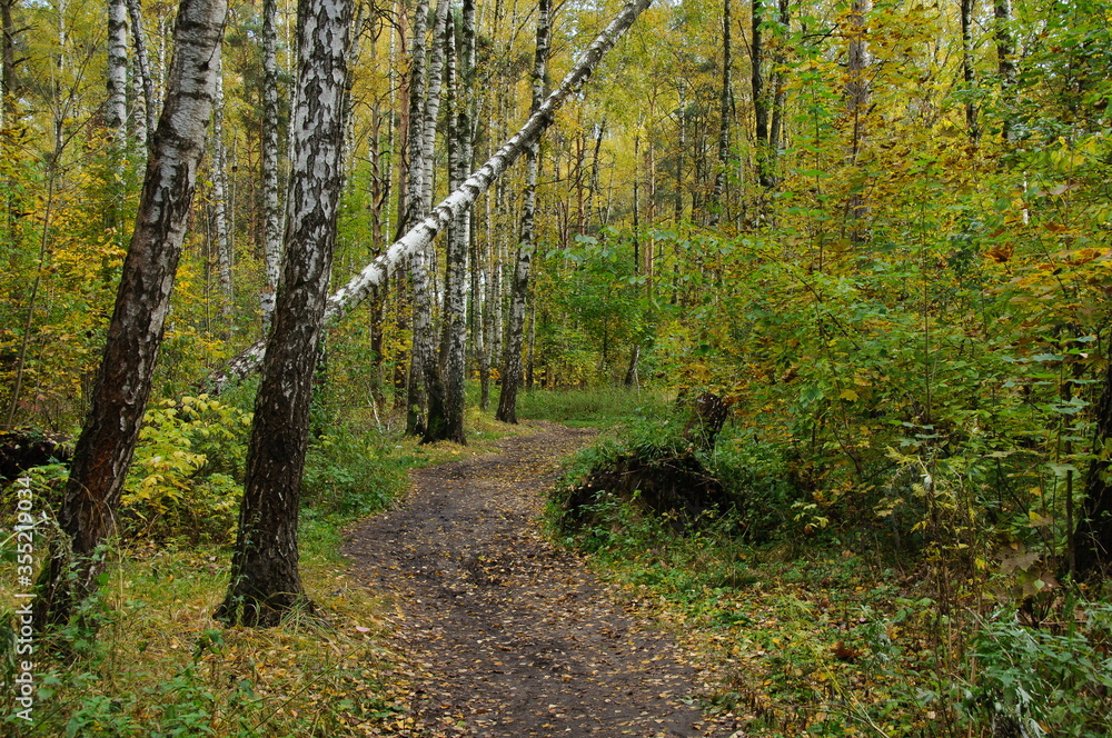Obraz premium Autumn forest in the Moscow region.