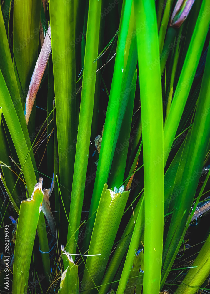 Obraz premium closeup green leaves texture abstract background