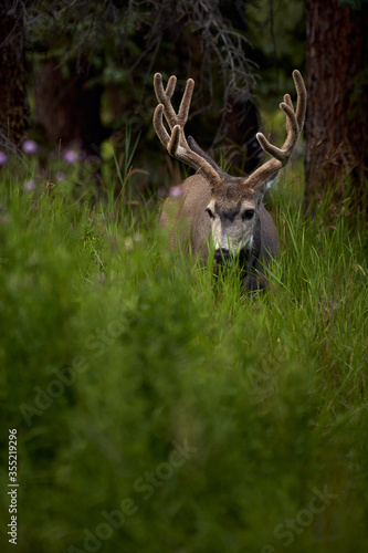 Mule deer buck in Rocky Mountains Canada © Unai