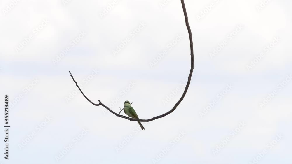 Blue-tailed bee-eater bird on the branch Blue-tailed bee-eater bird on the branch