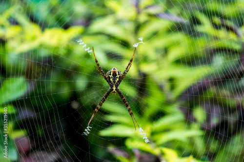 Close up macro shot of a Garden spider sitting on the spider web, spiders are insects 